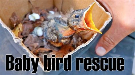 鳥築巢怎麼辦|鳥巢幼鳥救傷指南 Bird Nest Nestling Rescue Guidelines